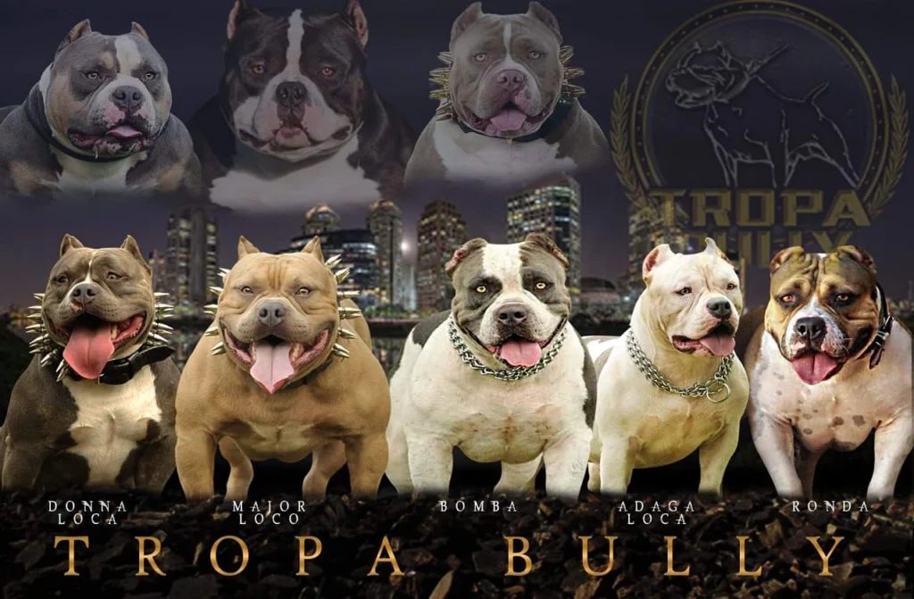 Padreadores American Bully do Tropa Bully - Machos reprodutores de elite selecionados para qualidade genética excepcional